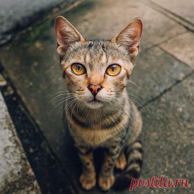 Надежда - Готовим так!