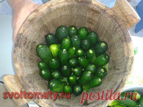 Засолка огурцов в бочке или кадке | Все про помидоры (томаты) - видео, фото, отзовы