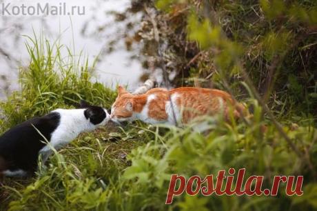 Поцелуй у речки | KotoMail.ru