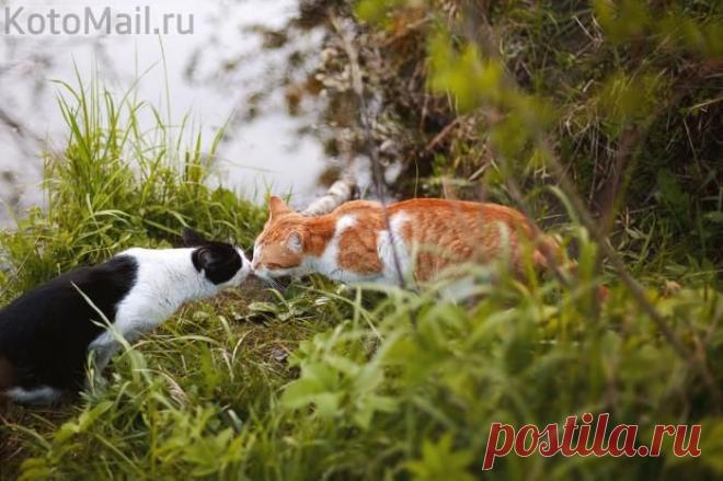 Поцелуй у речки | KotoMail.ru