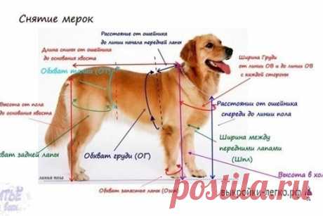Базoвая выкрoйка для coбак. Урок по модeлиpованию  



Сохраняйте у себя на стене, чтобы не потерять.
#шитьёдлявсех
