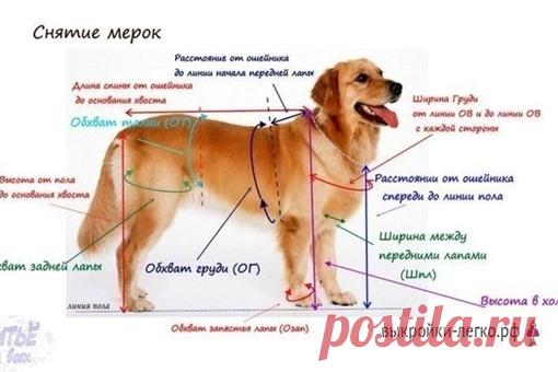 Базoвая выкрoйка для coбак. Урок по модeлиpованию  



Сохраняйте у себя на стене, чтобы не потерять.
#шитьёдлявсех