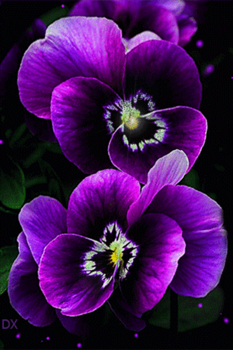 Живые фотографии – Google+
