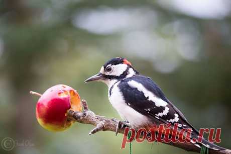 Фотографии пользователя Frank