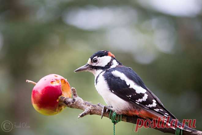 Фотографии пользователя Frank