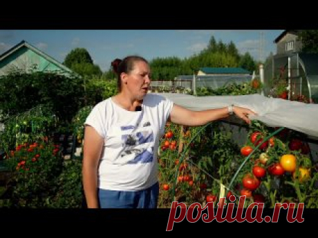 НЕОБХОДИМЫЙ УХОД ЗА ТОМАТАМИ ОСЕНЬЮ! _ Подкормка помидоров осенью