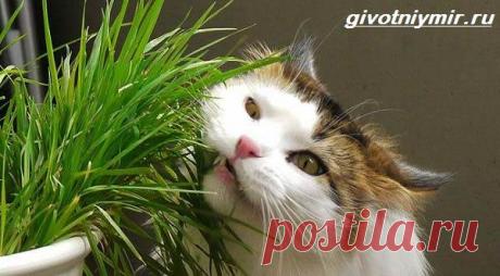 Трава для кошек. Зачем трава кошкам? Выращивание травы для кошек