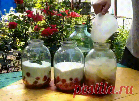 4 стакана сахара, 4 стакана воды, 4 стакана ягод, 4 стакана водки! | OK.RU