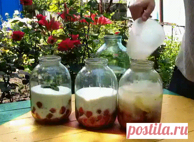 4 стакана сахара, 4 стакана воды, 4 стакана ягод, 4 стакана водки! | OK.RU