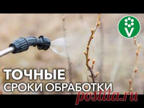 ЗАПОМНИТЕ РАЗ И НАВСЕГДА! Первую обработку от вредителей плодовых нужно делать в эти сроки