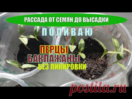УХОД ЗА РАССАДОЙ / ПЕРЦАМ БАКЛАЖАНАМ 15 ДНЕЙ / ПРАВИЛЬНЫЙ ПОЛИВ РАССАДЫ / Рассада на подоконнике