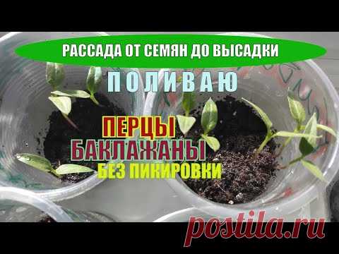 УХОД ЗА РАССАДОЙ / ПЕРЦАМ БАКЛАЖАНАМ 15 ДНЕЙ / ПРАВИЛЬНЫЙ ПОЛИВ РАССАДЫ / Рассада на подоконнике