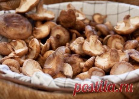 ГРИБЫ: СПЛОШНЫЕ ПРОТИВОПОКАЗАНИЯ