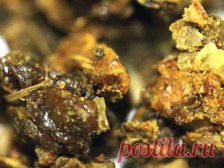 Подробно о прополисе | Друг пенсионера