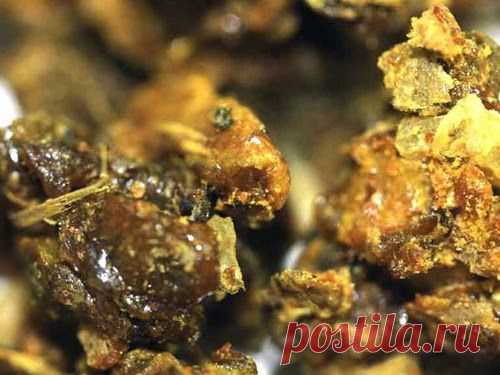 Подробно о прополисе | Друг пенсионера