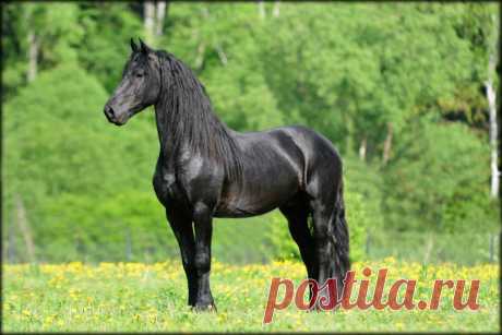 БЕЛКА — «фриз» на Яндекс.Фотках