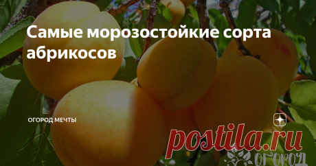 Самые морозостойкие сорта абрикосов Выносливые морозостойкие абрикосы- давно уже не экзотика. На данный момент, это растение можно вырастить без каких-либо хлопот как в средней полосе России, так и на Севере. Залог успеха в выращивании абрикосов - правильно подобранный сорт и качественный уход за деревом.
