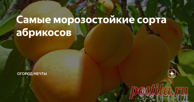 Самые морозостойкие сорта абрикосов Выносливые морозостойкие абрикосы- давно уже не экзотика. На данный момент, это растение можно вырастить без каких-либо хлопот как в средней полосе России, так и на Севере. Залог успеха в выращивании абрикосов - правильно подобранный сорт и качественный уход за деревом.