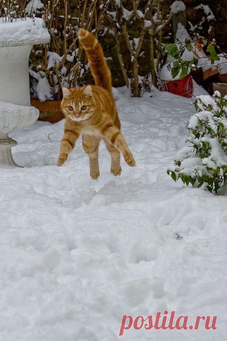 Cat 'n snow - by  Pascal Maga на Flickr | Animal Friends  <3
