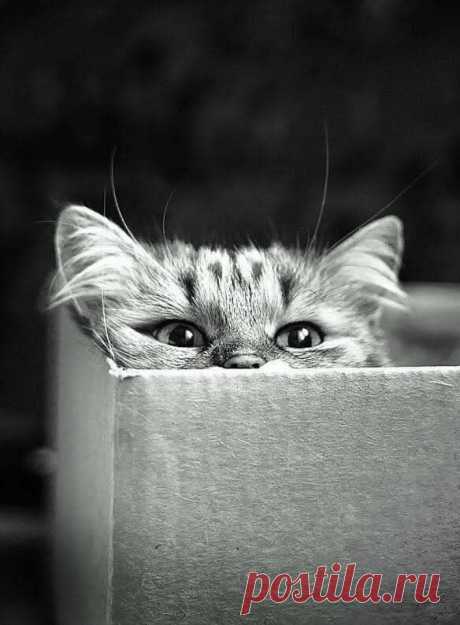 Pour Le Plaisir Des Yeux