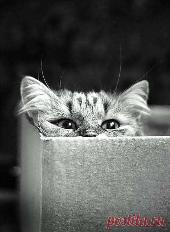 Pour Le Plaisir Des Yeux