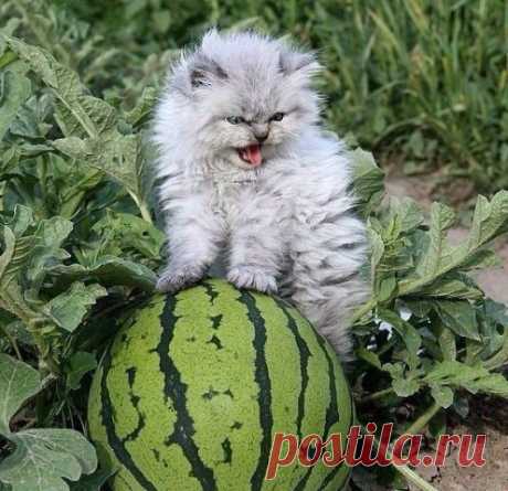 Котенок на бахче