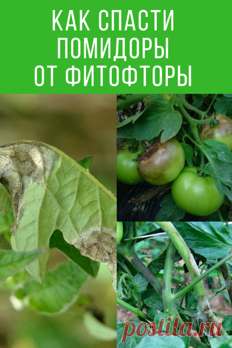 Как спасти помидоры от фитофторы. Советы специалистов