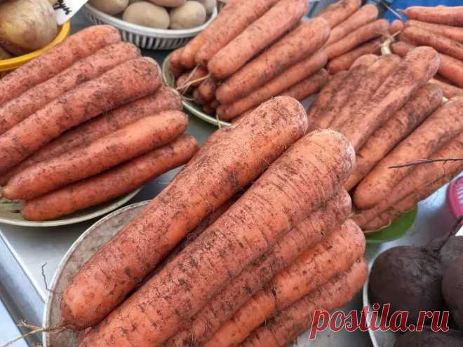 Простой секретный ингредиент для полива моркови: корнеплоды вырастут ровными и крупными. Морковь капризна. То корявой вырастет, то мелкой, то растрескается. Знакомые проблемы? Их легко предотвратить.
