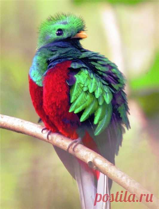 Самые красивые птицы в мире!