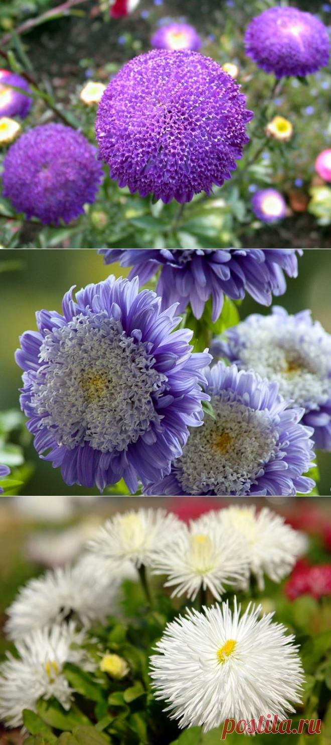 Об астрах - интересное... | Кому за пятьдесят