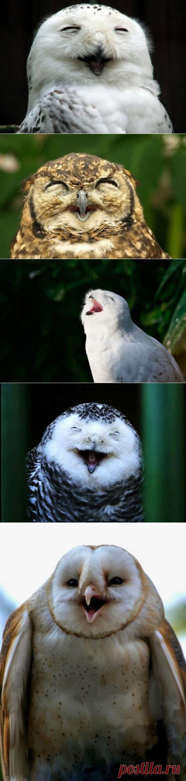 30 ржущих сов. Просто потому что могут