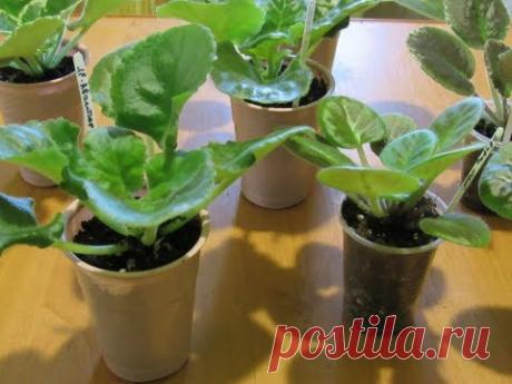 Пересадка подросших деток фиалки в большие стаканчики.