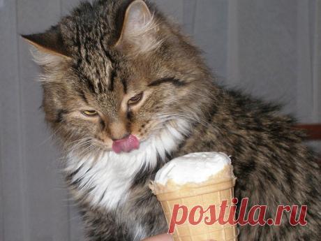 Котэ любят мороженое