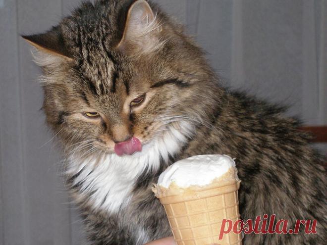 Котэ любят мороженое