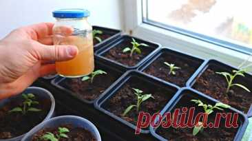 Рассказываю вам запоминайте, 6 главных секретов выращивания крепкой рассады помидор. Мой 20 летний опыт садоводства вам в помощь. | Сад огород life | Дзен