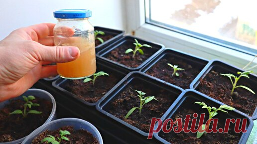 Рассказываю вам запоминайте, 6 главных секретов выращивания крепкой рассады помидор. Мой 20 летний опыт садоводства вам в помощь. | Сад огород life | Дзен