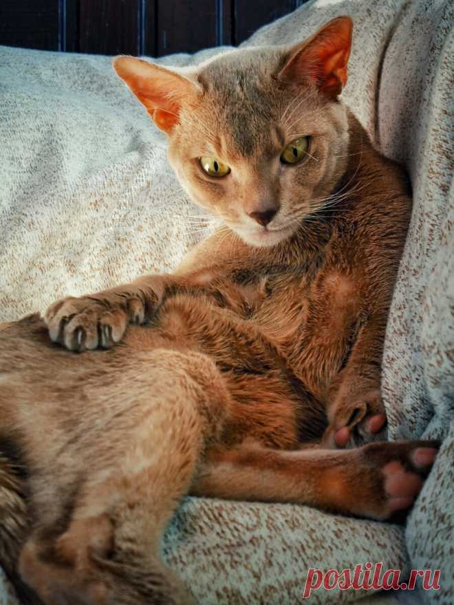Уже несколько лет я фоткаю смешные и необычные выражения морды моего кота и его весёлые позы. Вы точно улыбнетесь | Блог мобильного фотографа | Яндекс Дзен