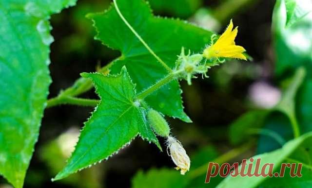 6 причин, почему огурцы дают плохой урожай — Домашние