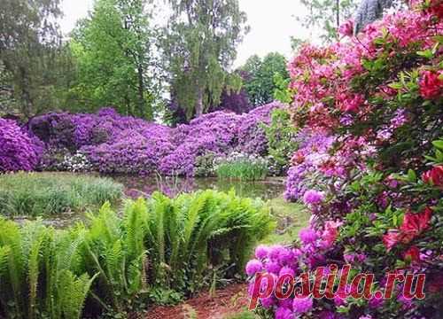 Декоративные кустарники и деревья, фото
