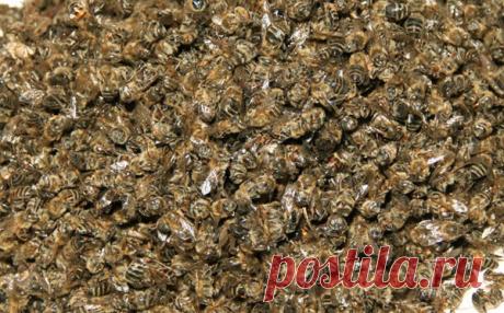 Пчелиный подмор — болезням отпор | Дары природы | Яндекс Дзен