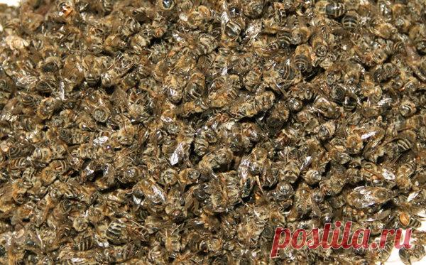 Пчелиный подмор — болезням отпор | Дары природы | Яндекс Дзен