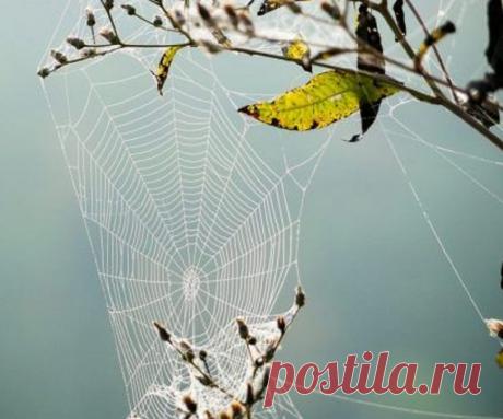 Как защититься от порчи с ползунами? Паучья или паутинная порча. Заговор мага Как распознать что на вас есть паучья порча? Какие основные признаки такой порчи? Узнайте как не попасть под ее действие и наказать обидчика.