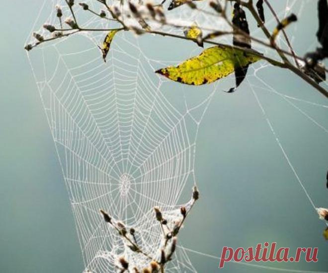 Как защититься от порчи с ползунами? Паучья или паутинная порча. Заговор мага Как распознать что на вас есть паучья порча? Какие основные признаки такой порчи? Узнайте как не попасть под ее действие и наказать обидчика.