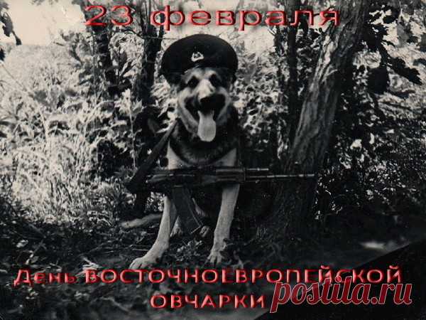 23 февраля-День  ВЕО – Блог. Run, пользователь Марина Николаева | Группы Мой Мир