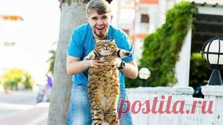 Хорошего кота должно быть много: 15 умилительных снимков