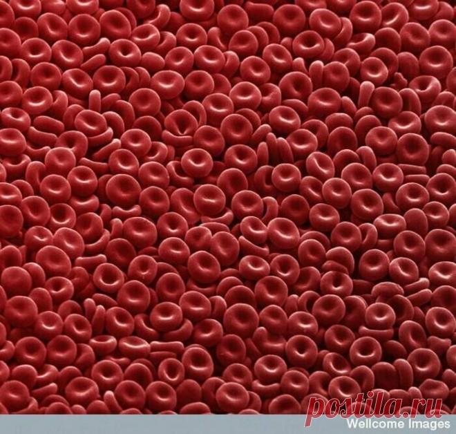 Обычные вещи под микроскопом выглядят как фантастический мир) | PRO ART | Яндекс Дзен