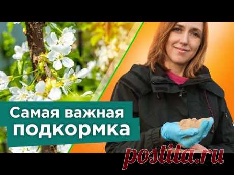 ПОДКОРМИТЕ ЭТИМ ЧЕРЕШНЮ, ВИШНЮ, СЛИВУ ВЕСНОЙ - все ягодки завяжутся, а деревья не будут болеть