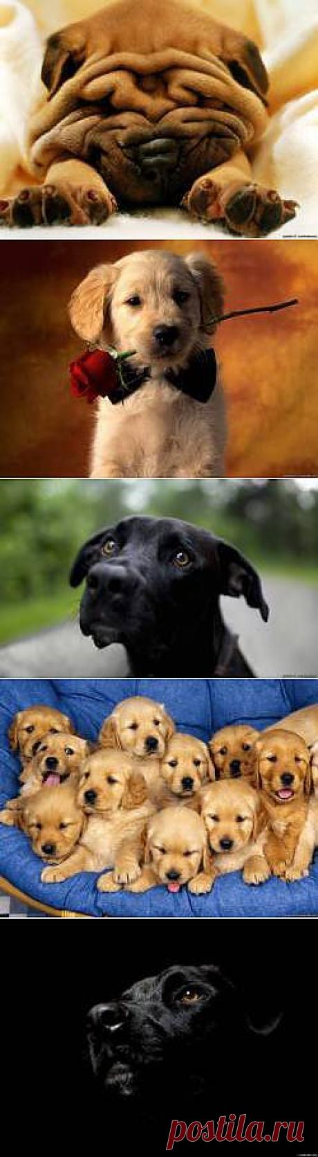 Красивые Собаки