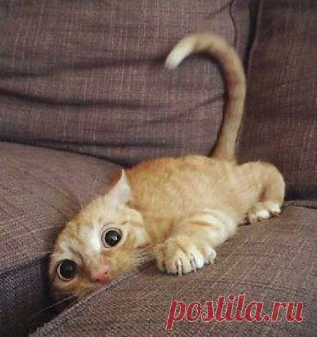 Котики - муркотики