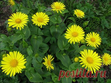 Дороникум восточный Магнификум C1 купить недорого в ОБИ, цена, отзывы